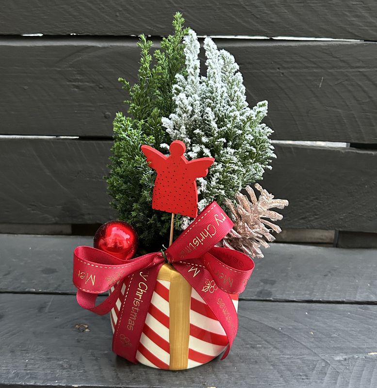 X24 - Small Cypress Plants in a pot