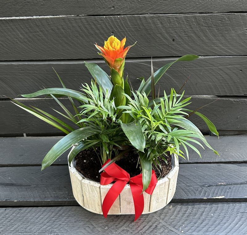 P03 - Mixed Plants in a pot