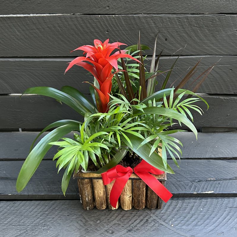 P05 - Mixed Plants in a pot