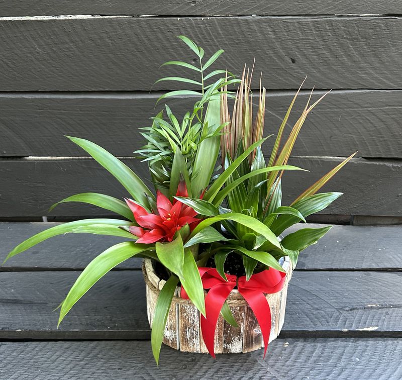 P11 - Mixed Plants in a pot