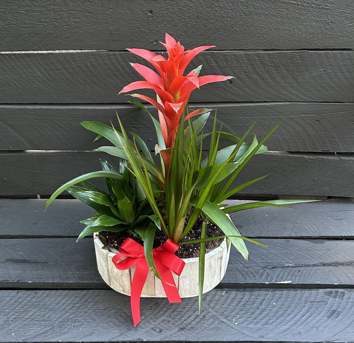 P02 - Mixed Plants in a pot