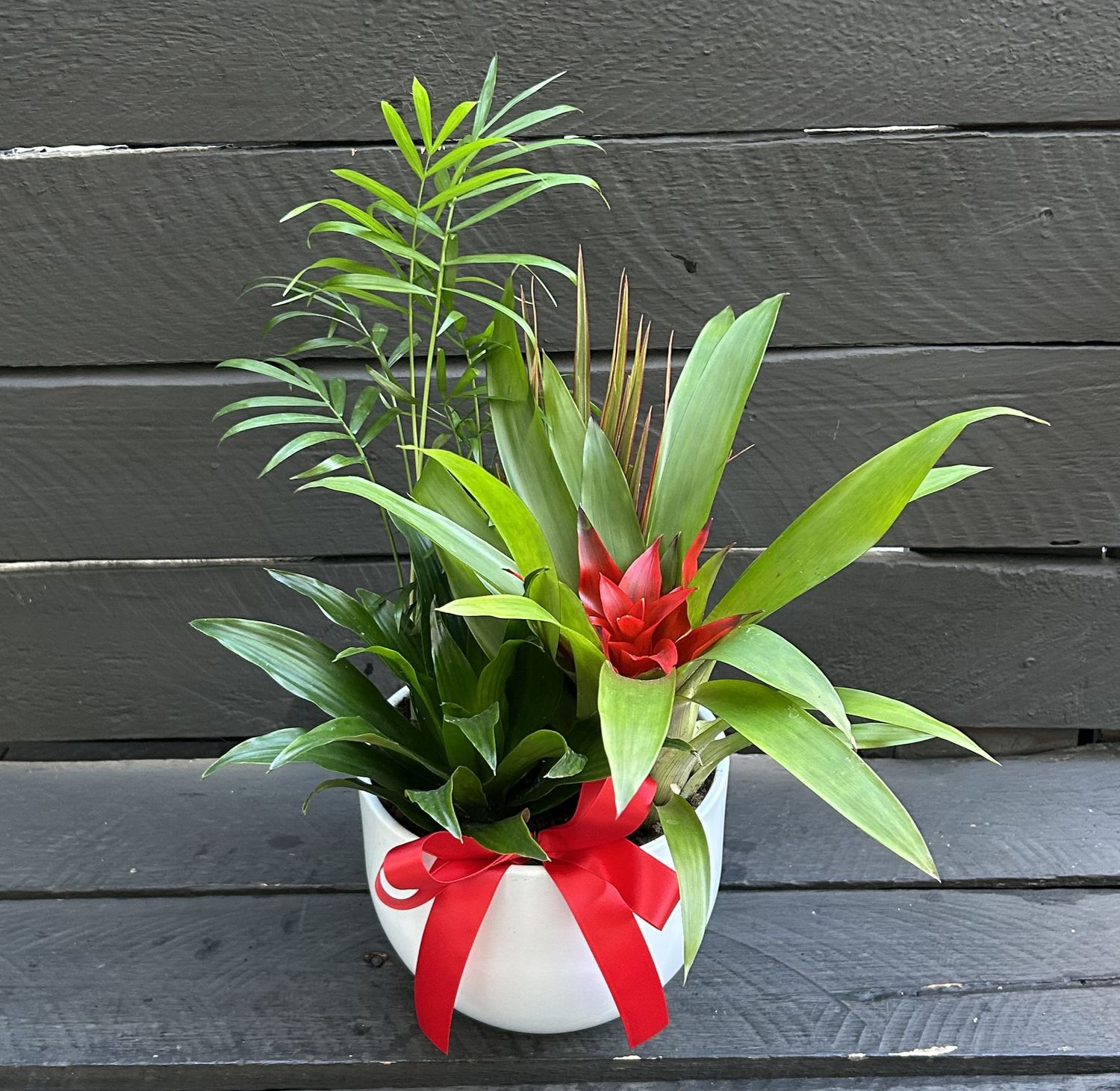 P09 - Mixed Plants in a white pot