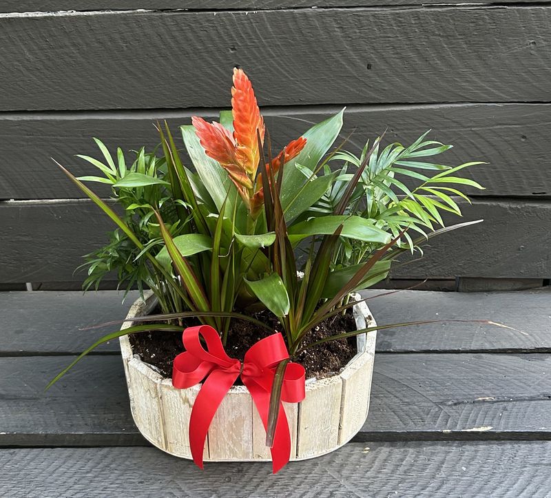 P06 - Mixed Plants in a pot