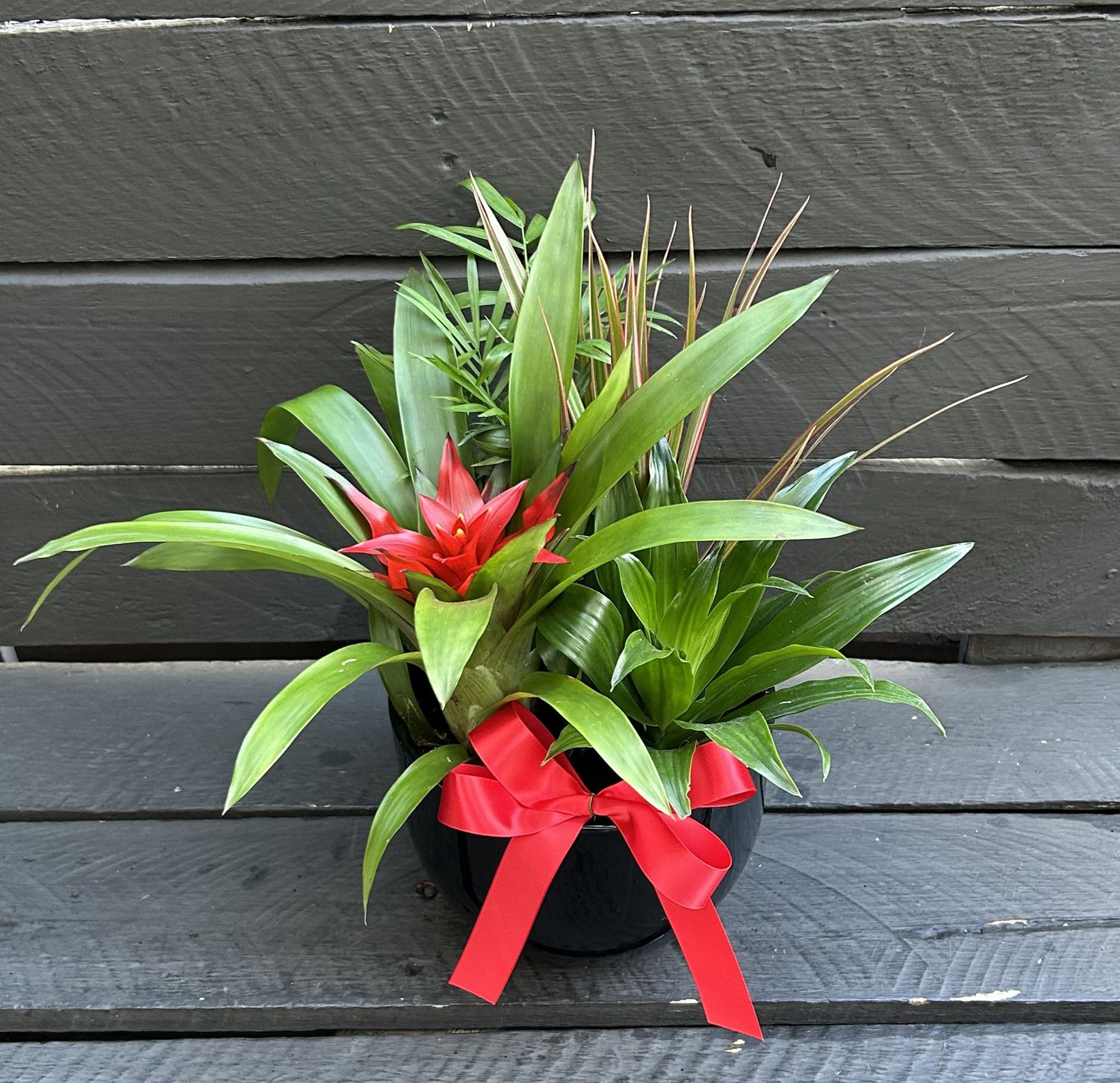 P08 - Mixed Plants in a black pot