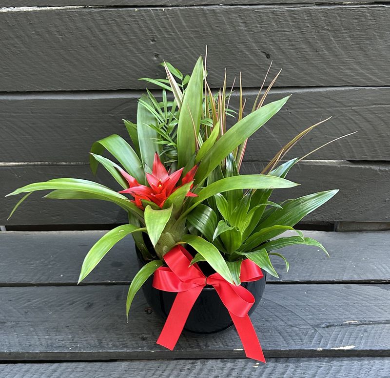 P08 - Mixed Plants in a black pot