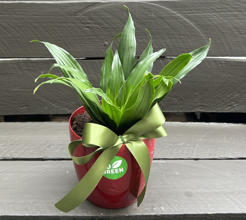 P05 - Dracena Plant in a plastic pot