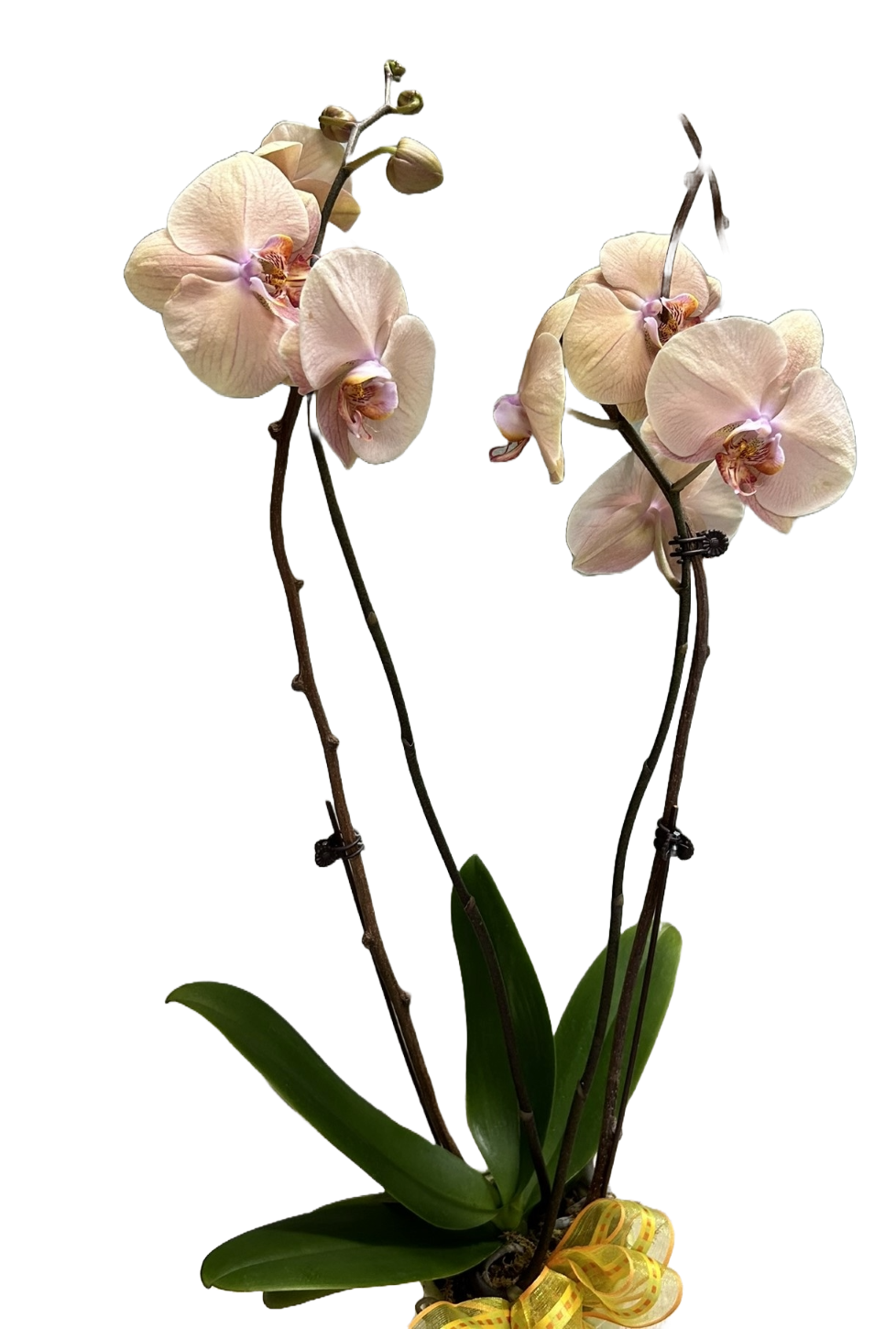 Orchid Plant