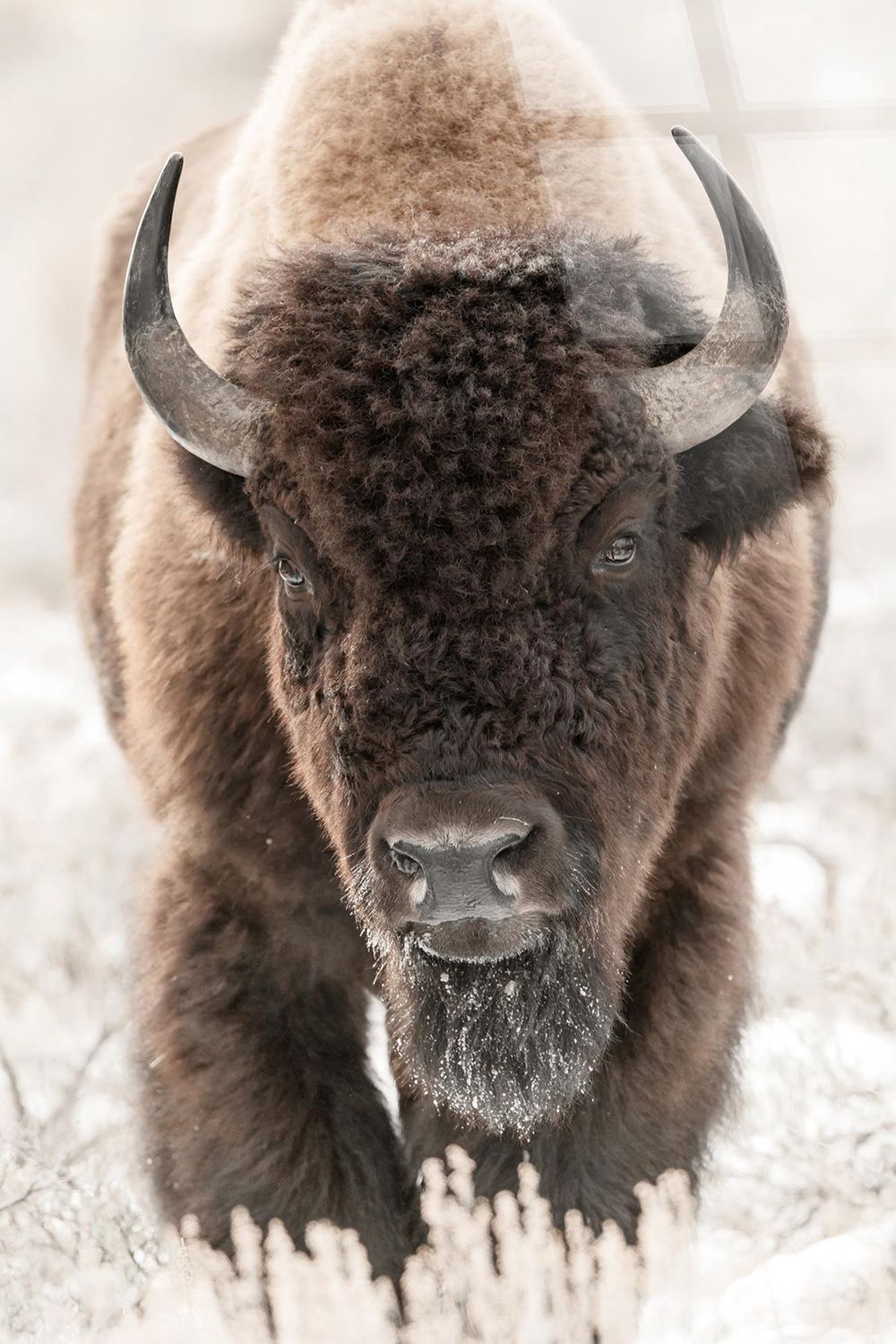 Wild Majesty |Tempered Glass Wall Art