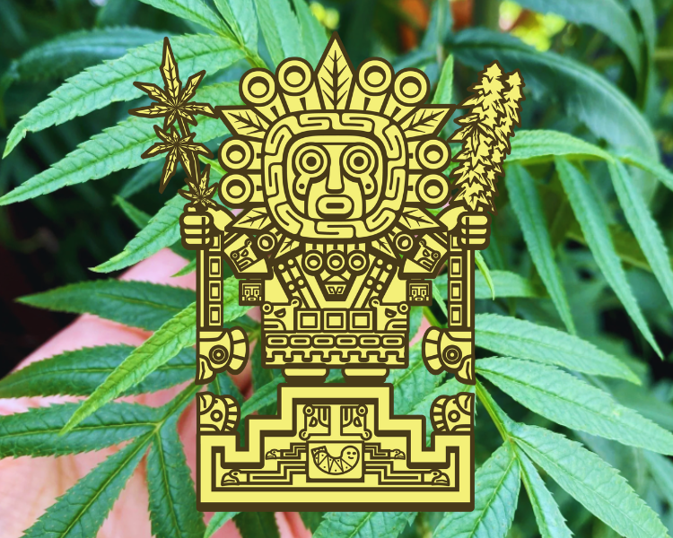La Paz ISB Clones &amp; Seeds