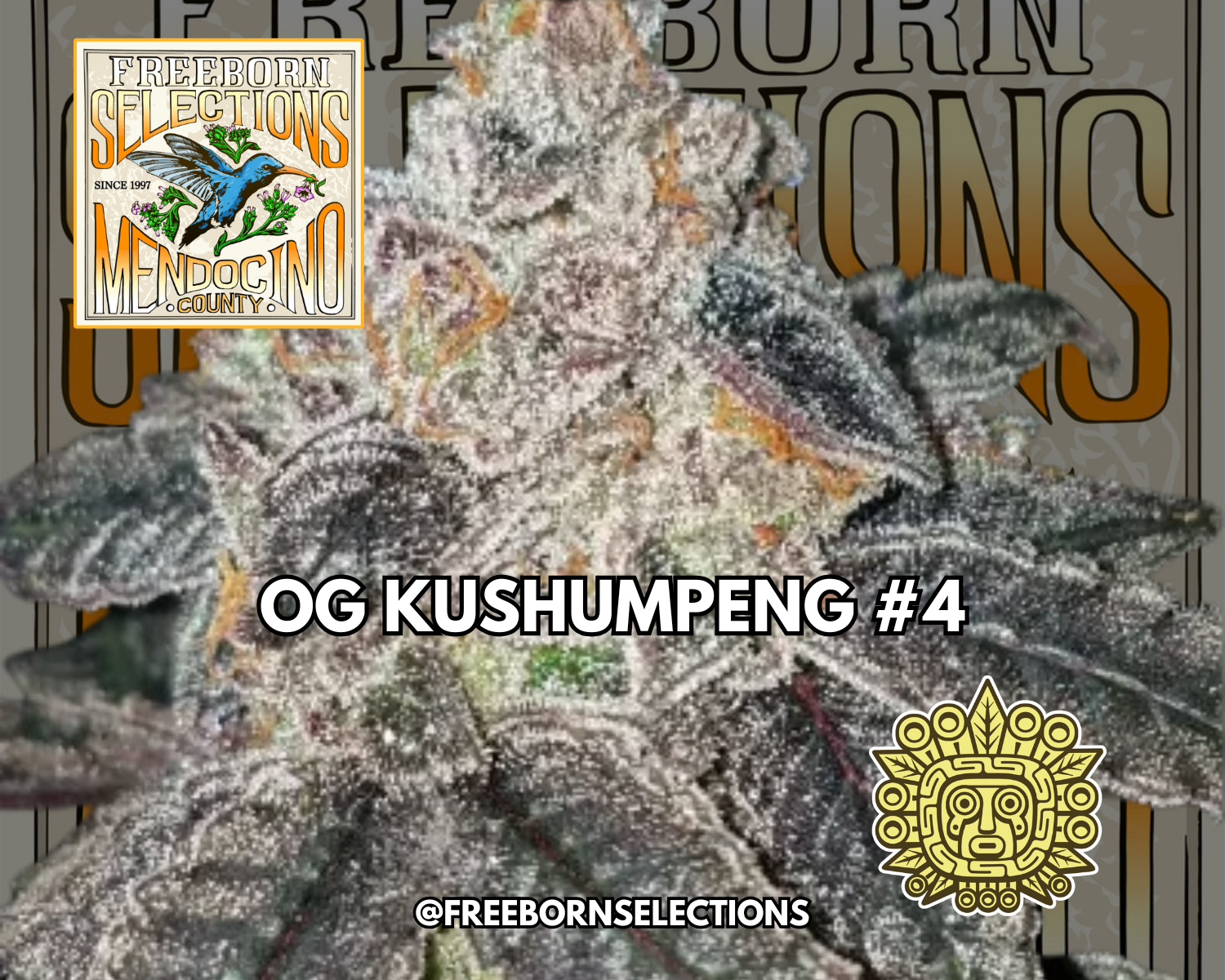 OG Kushumpeng #4