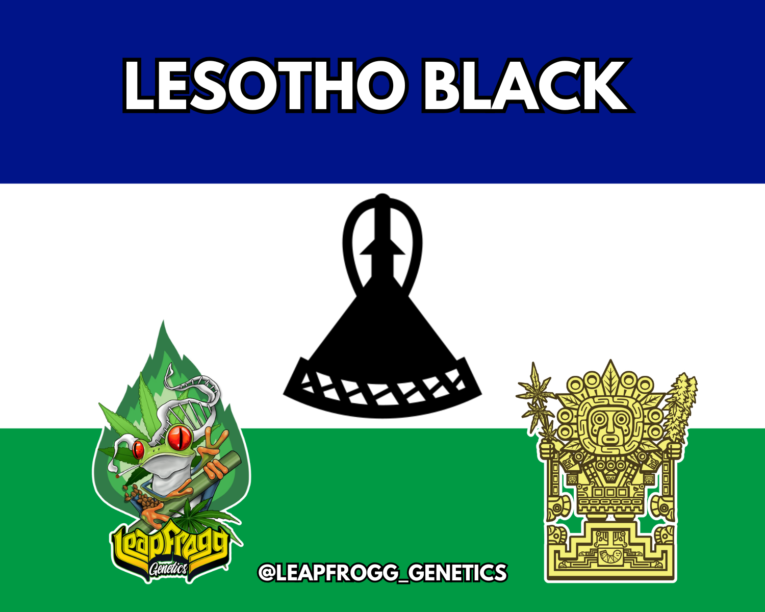 Lesotho Black Rare African Heirloom Landrace Sativa