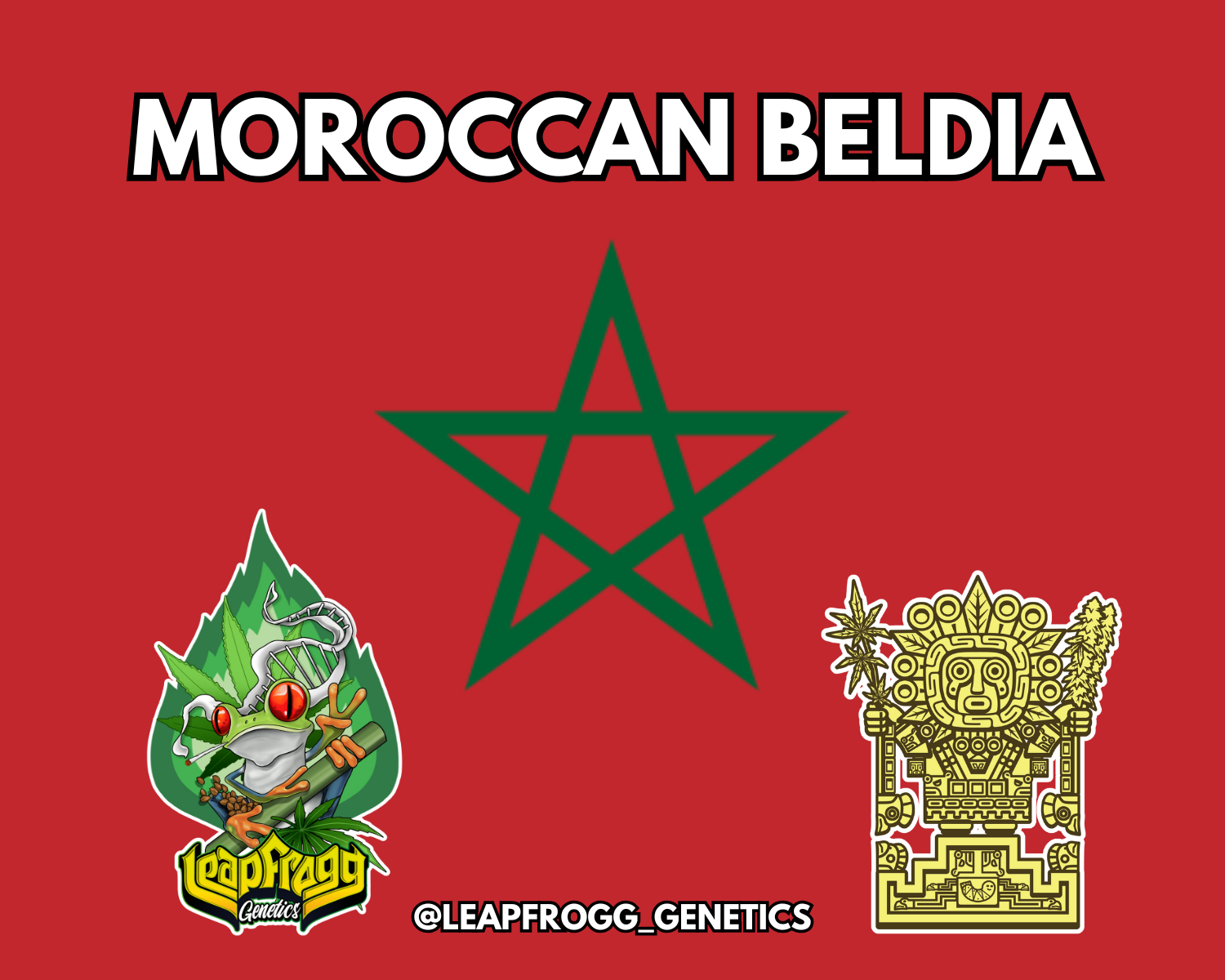 Moroccan Beldia Rare African Hash Plant Heirloom Landrace