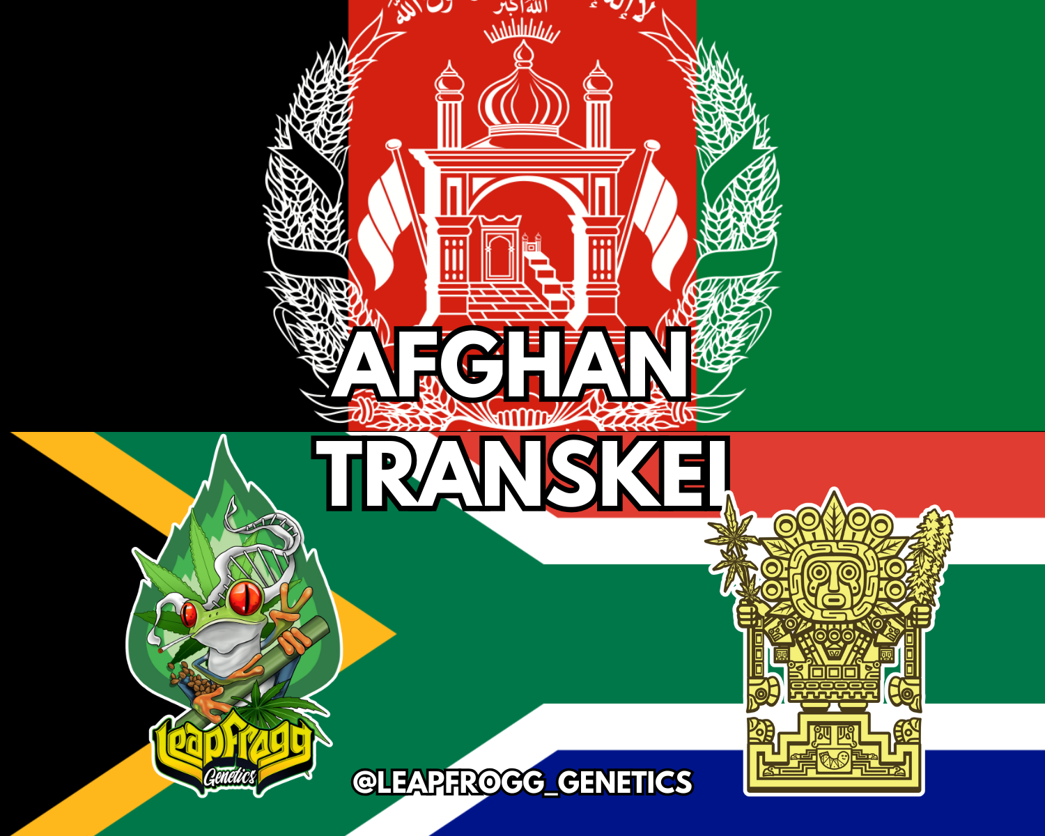 Afghan Transkei (Transkei African Sativa x Afghan Indica)