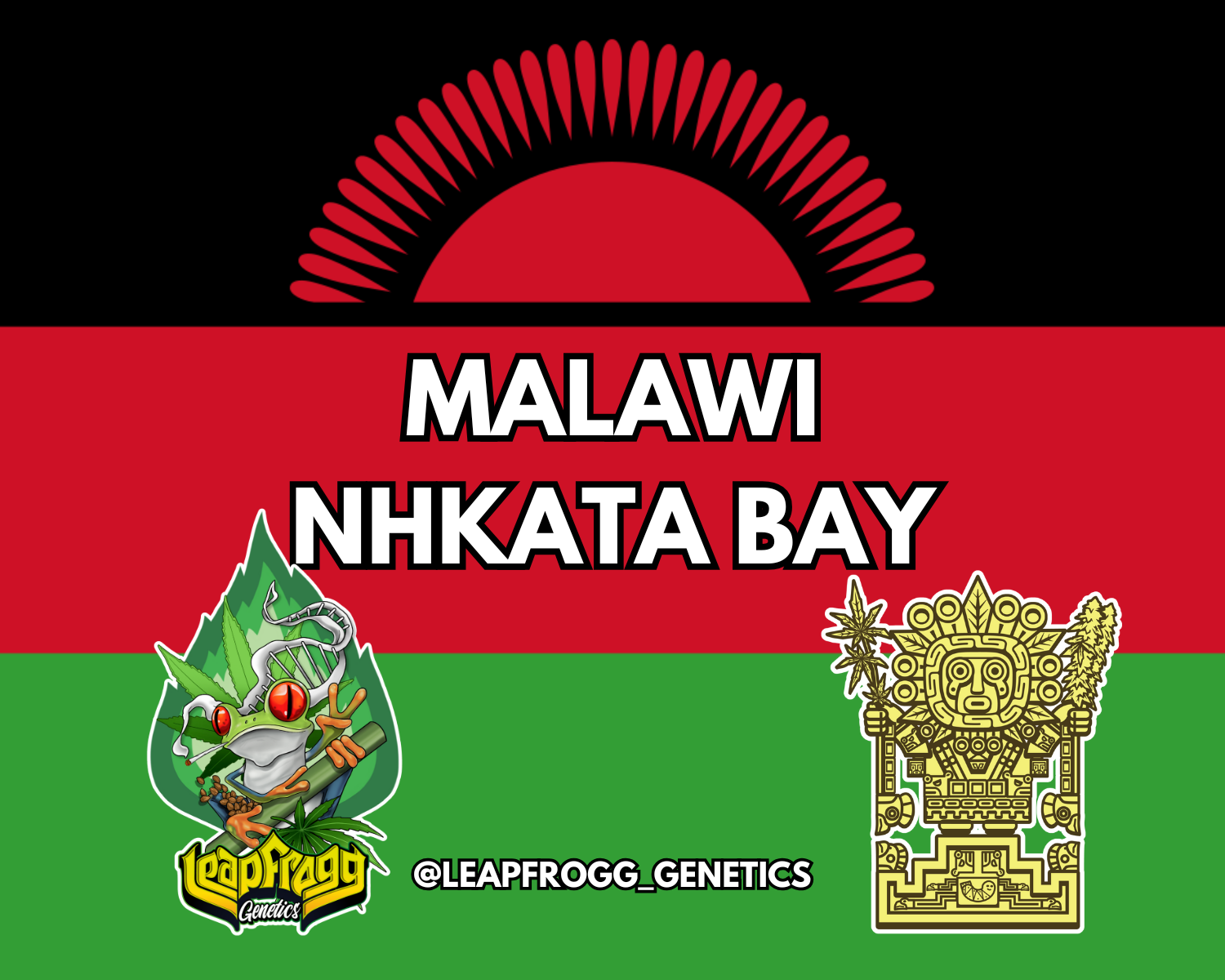 Malawi Nhkata Bay African Heirloom Landrace Sativa