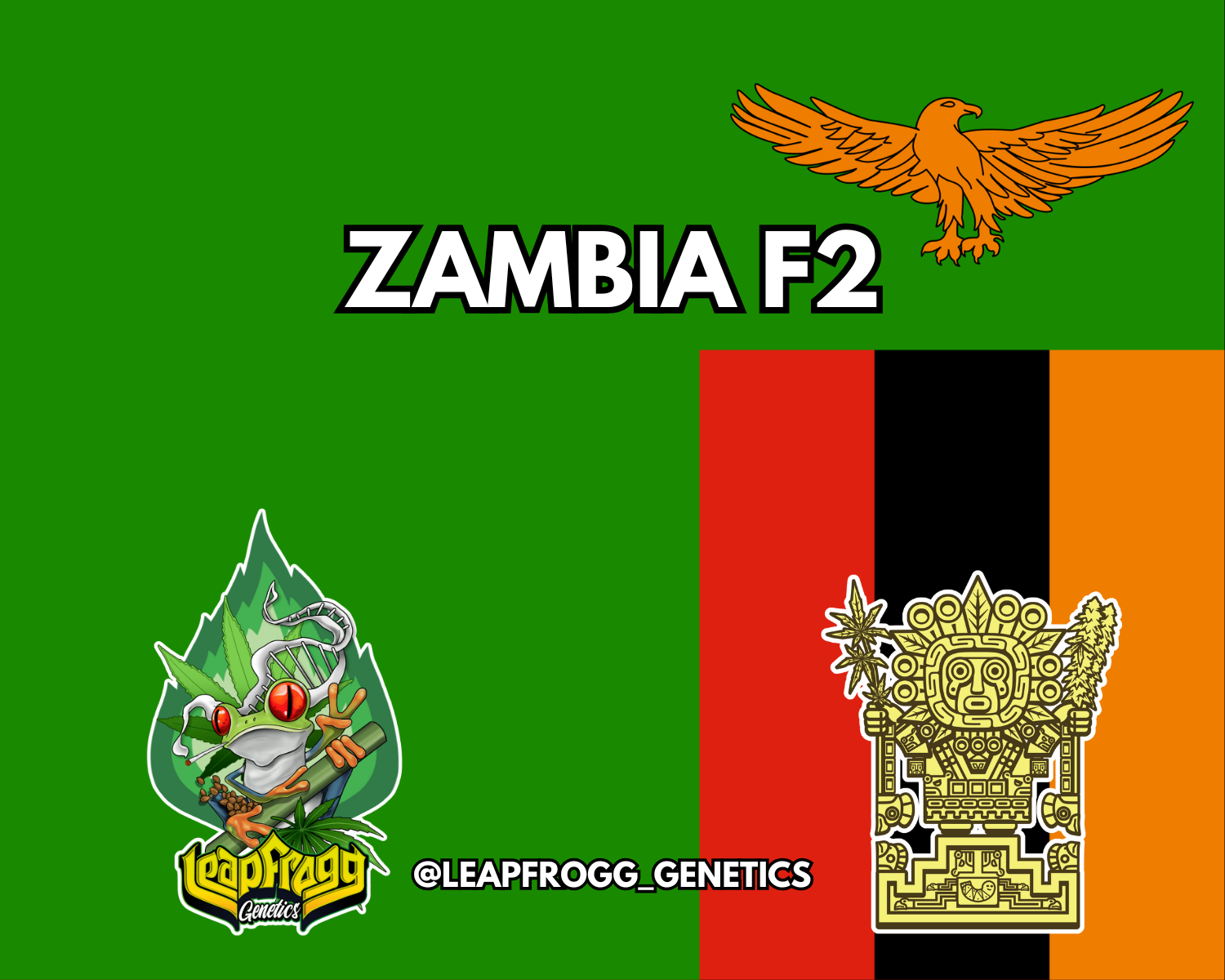 Zambia F2 Rare African Heirloom Landrace Sativa