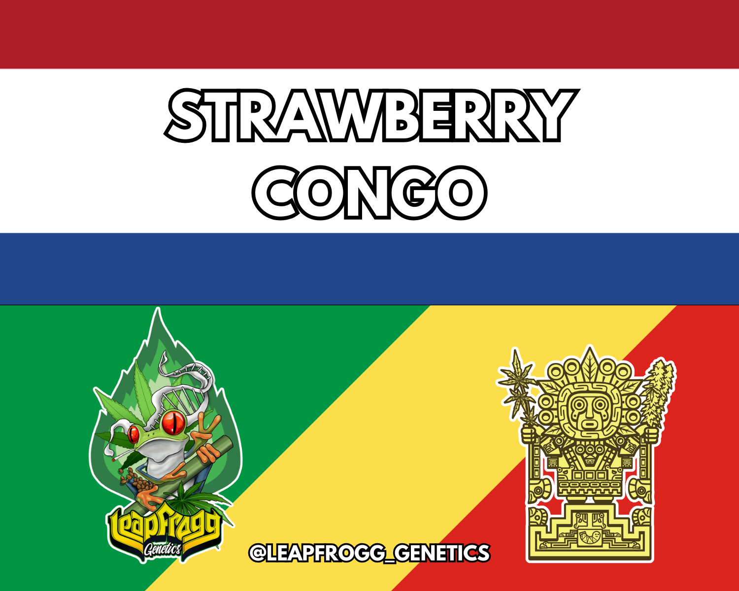 Strawberry Congo (Barney&#39;s Farm Strawberry Lemonade x Congo Compact F2)