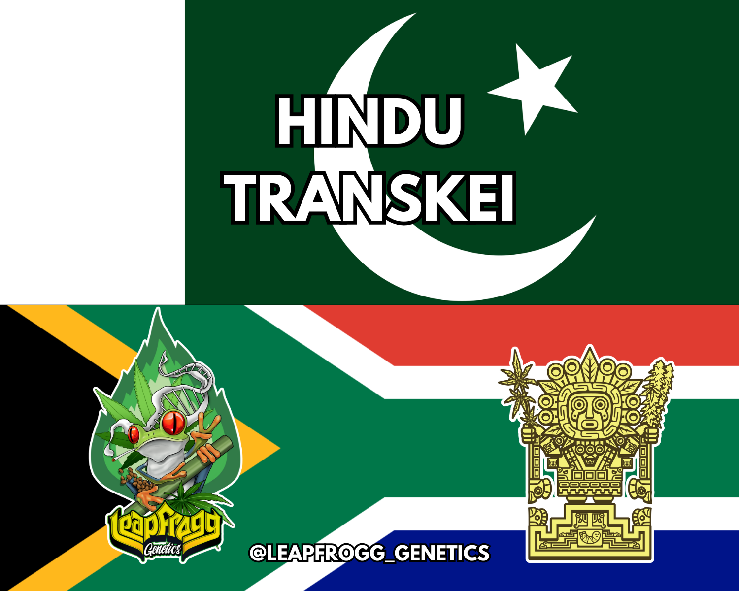 Hindu Transkei (Transkei African Sativa x Pakistan Indica F2)
