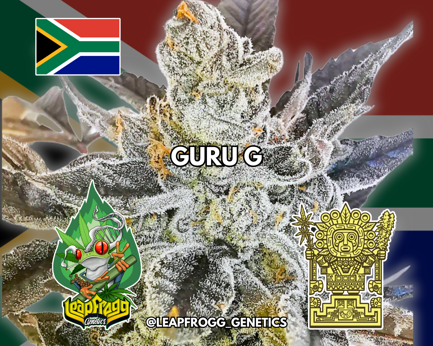 Guru G (Quantum Breath x Nag Champa Rose Cut)