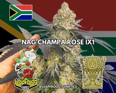 Nag Champa Rose (The Big Dirty x Pineapple Sorbet)