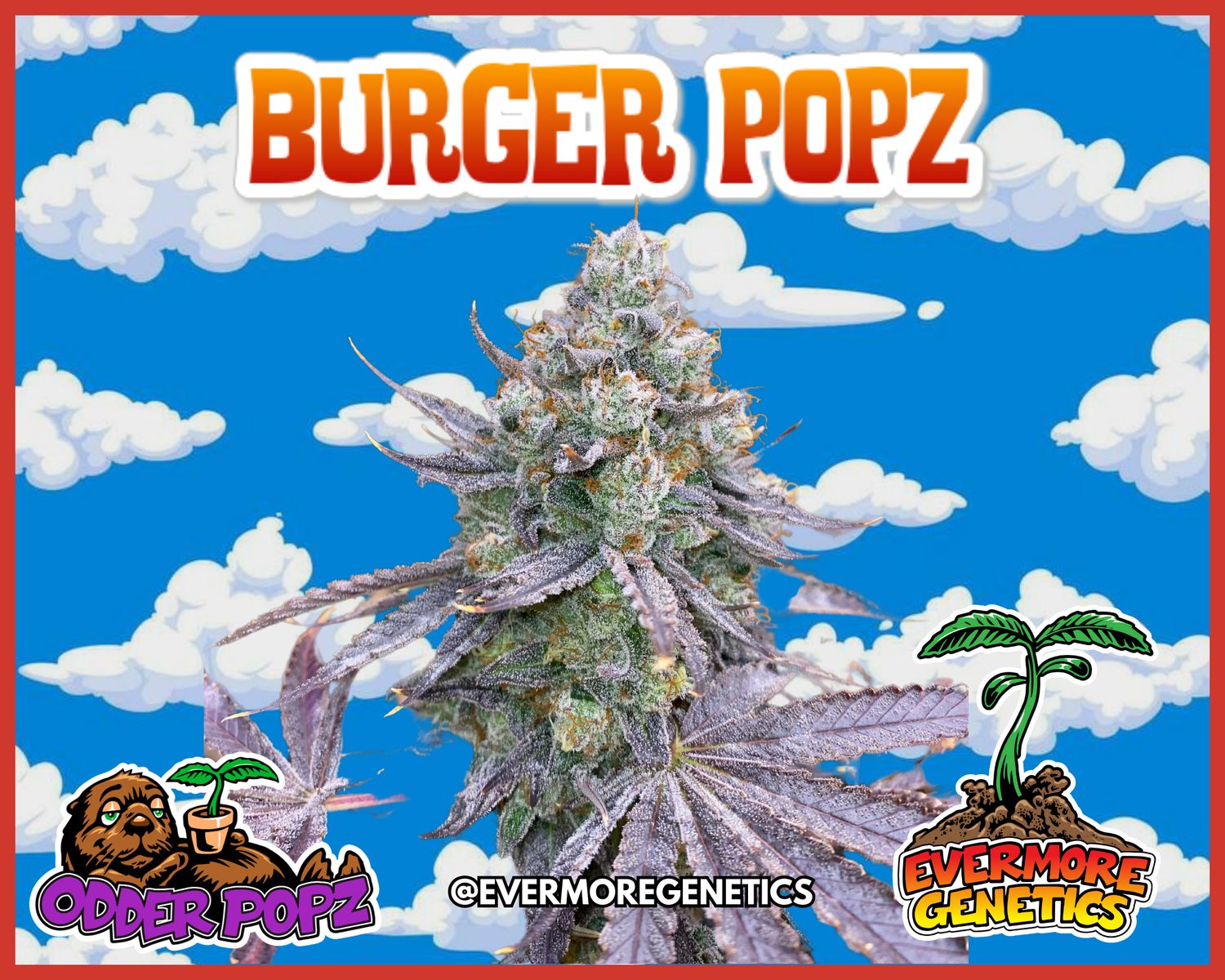 Burger Popz (Donny Burger x Odder Popz) Feminized