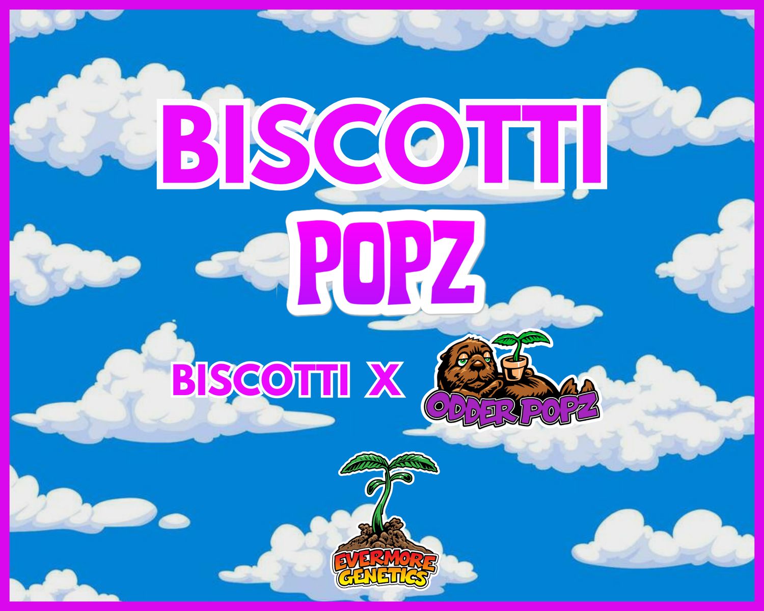 Biscotti Popz (Biscotti x Odder Popz)
