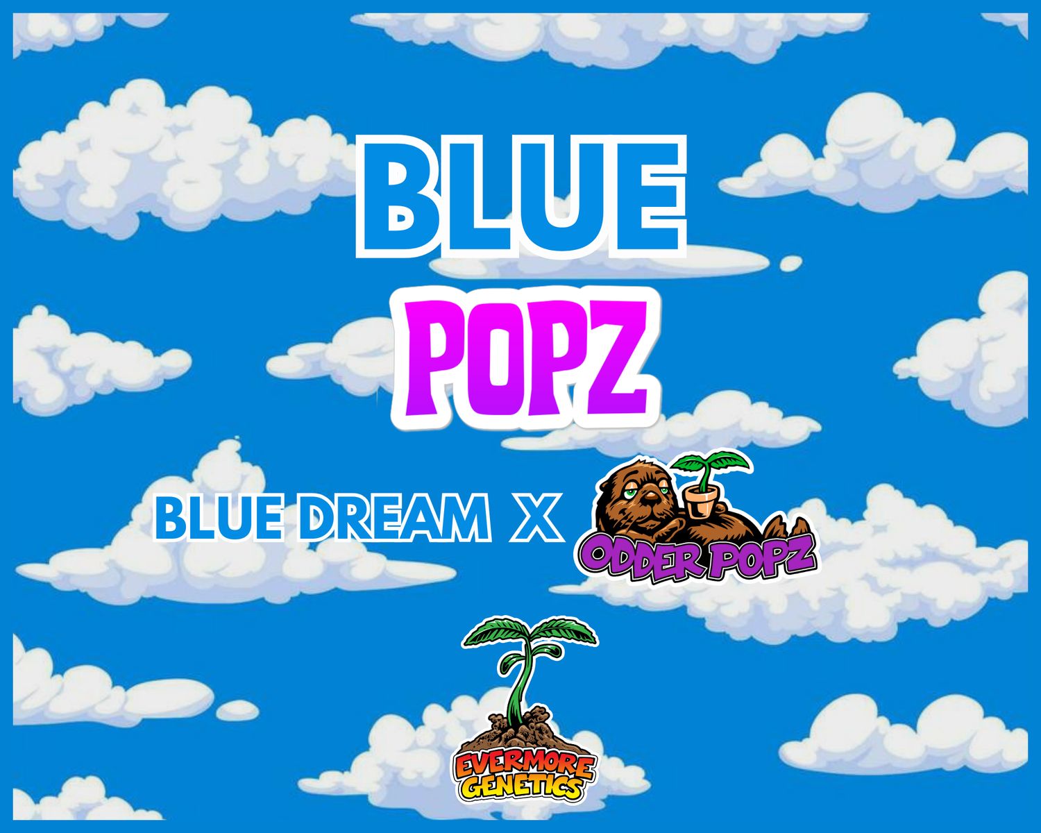 Blue Popz (Blue Dream x Odder Popz) Feminized