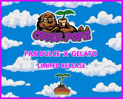Odder Popz (Pan Dulce x Gelato) Feminized Limited Release