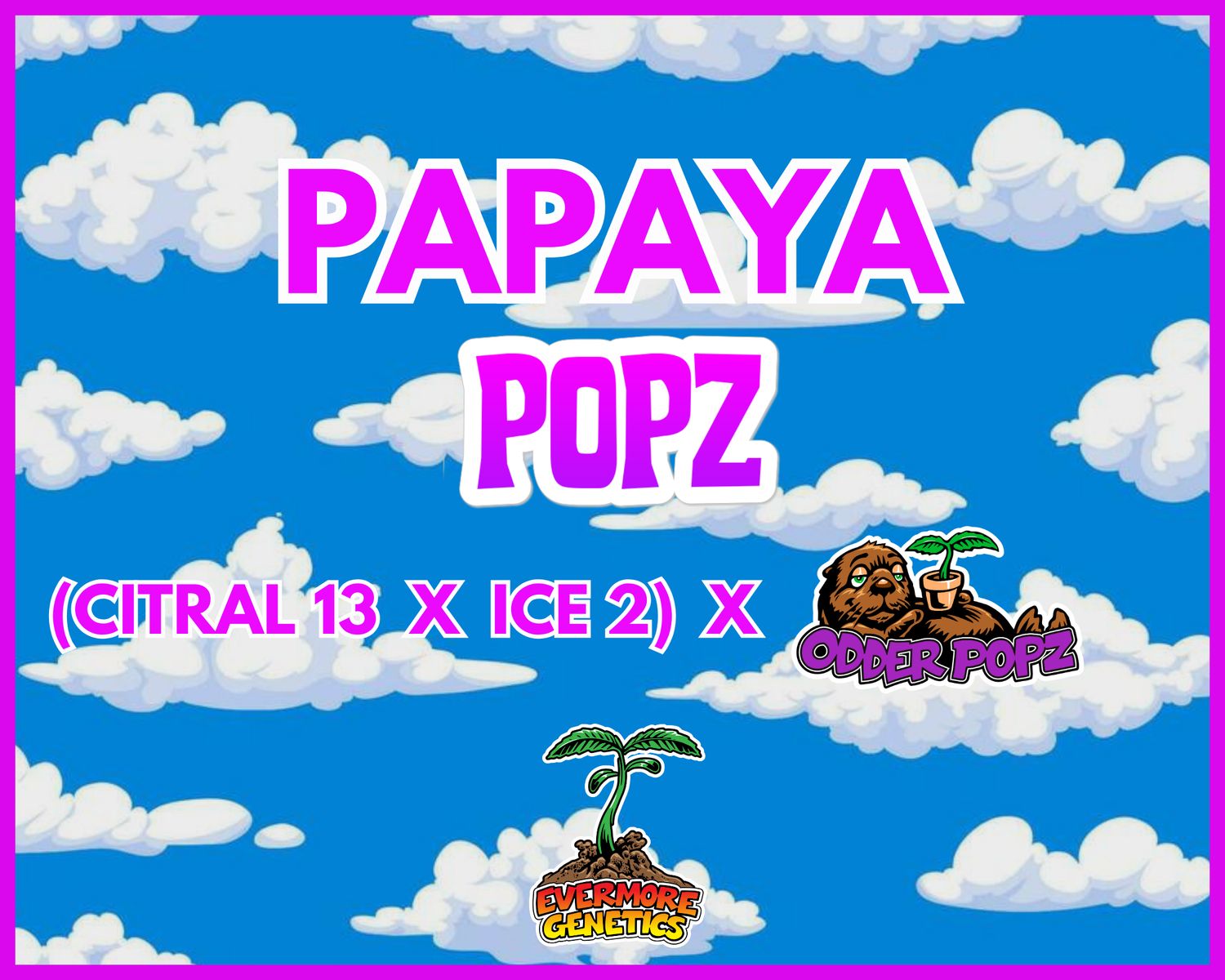 Papaya Popz ((Citral 13 x Ice 2) x Odder Popz) Feminized