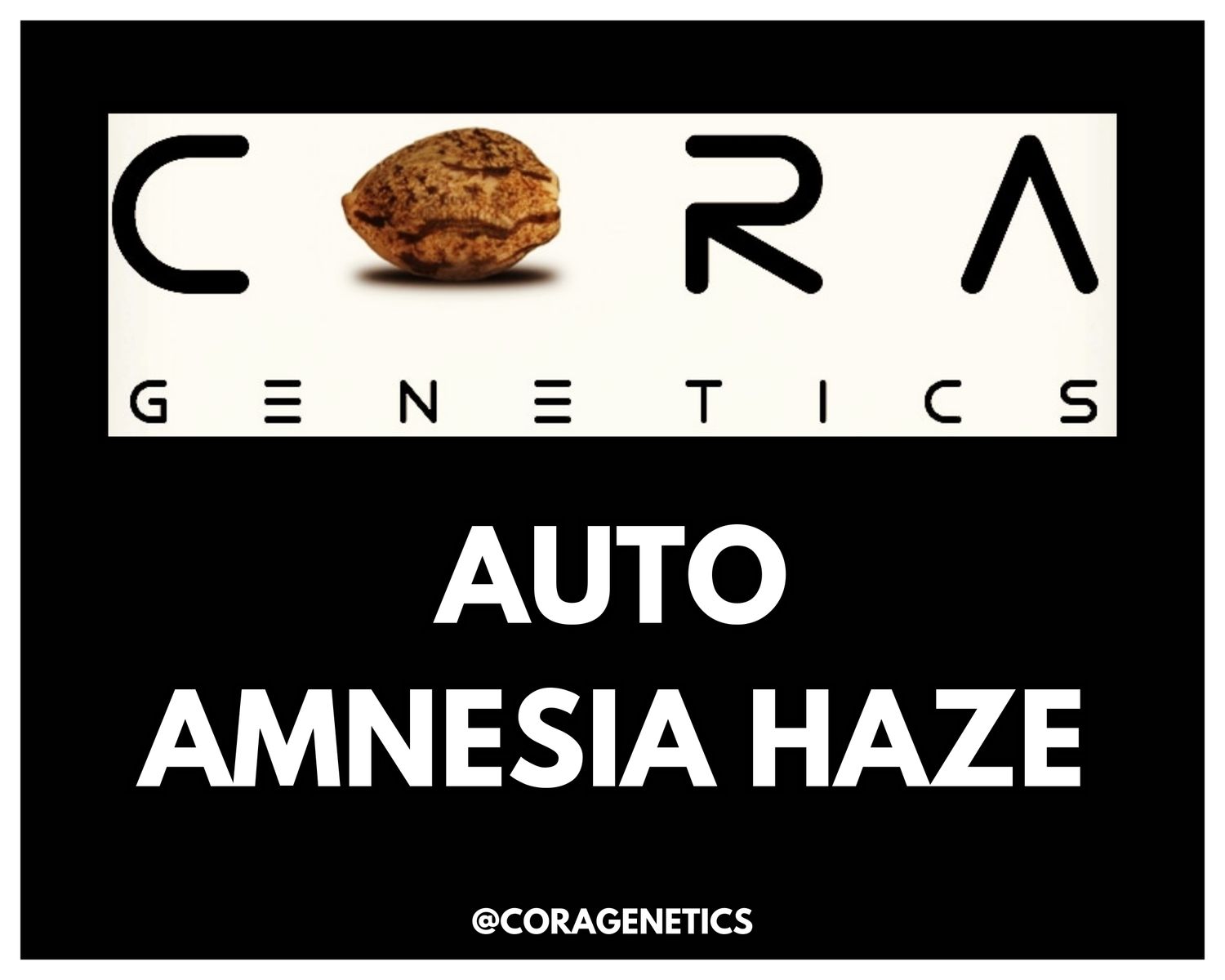 Auto Amnesia Haze