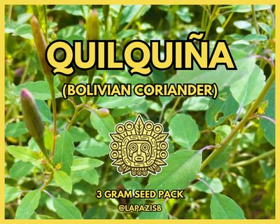 Quilquiña (Bolivian Coriander)