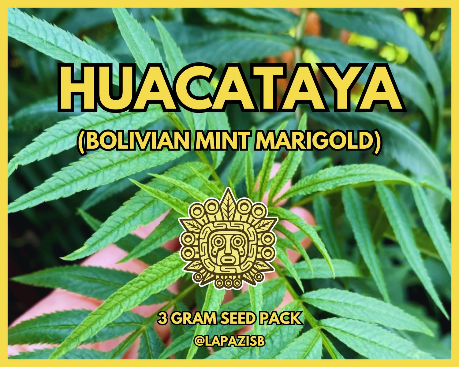 Huacataya (Bolivian Mint Marigold)