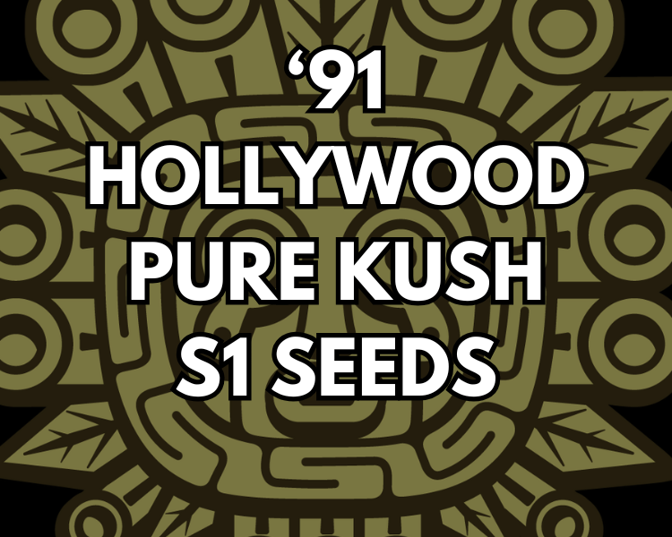 &#39;91 Hollywood Pure Kush S1 Feminized Seeds
