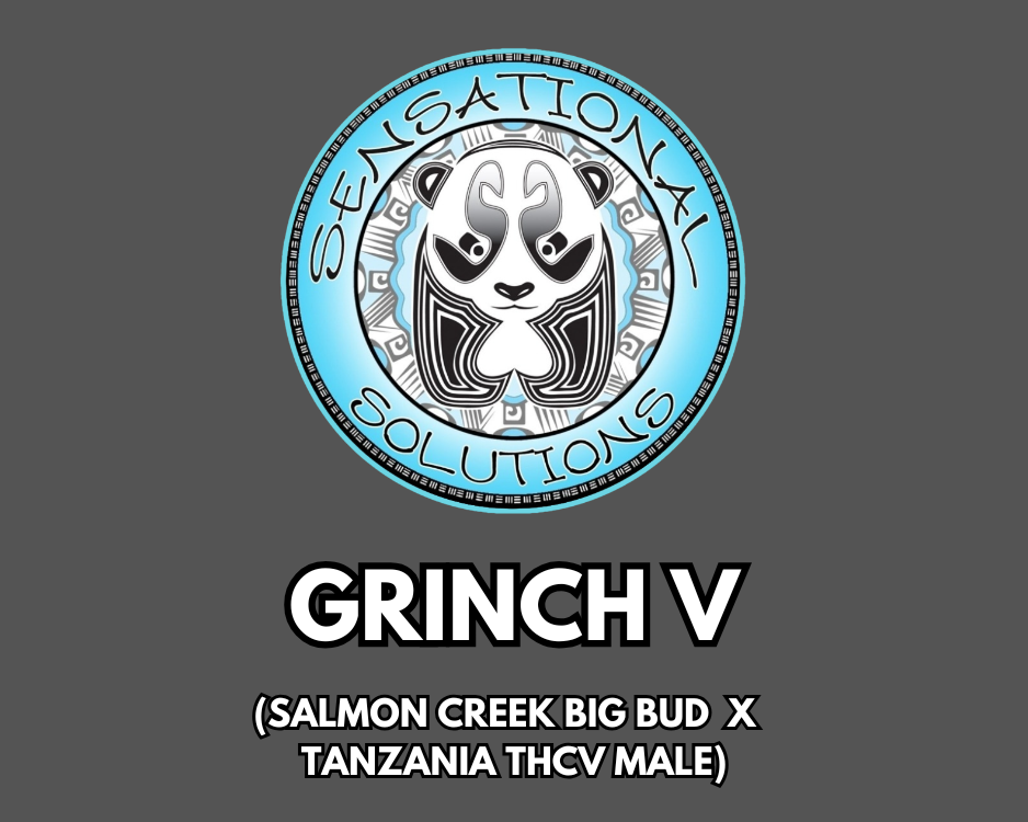 Grinch V (Salmon Creek Big Bud x Tanzania THCV Male)