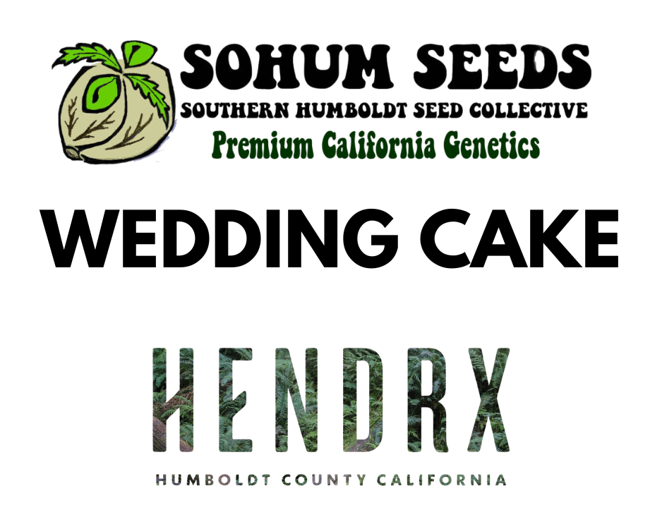 Wedding Cake Feminized