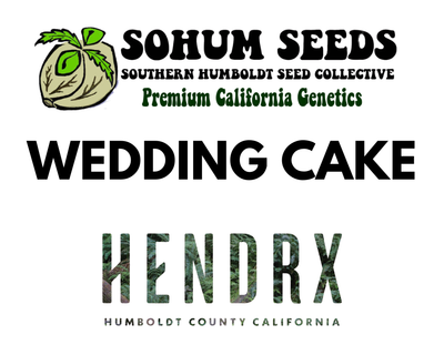 Wedding Cake Feminized