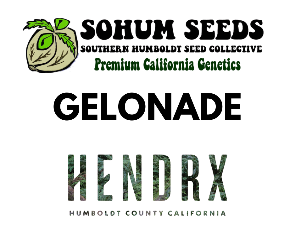 Gelonade Feminized