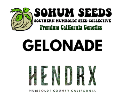 Gelonade Feminized