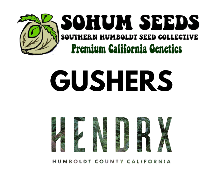 Gushers Feminized