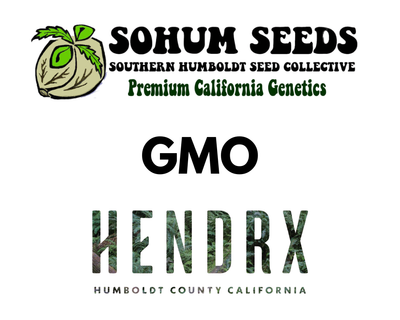 GMO Feminized