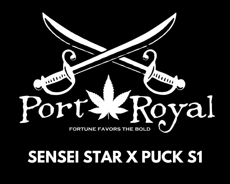 Sensei Star x Puck S1