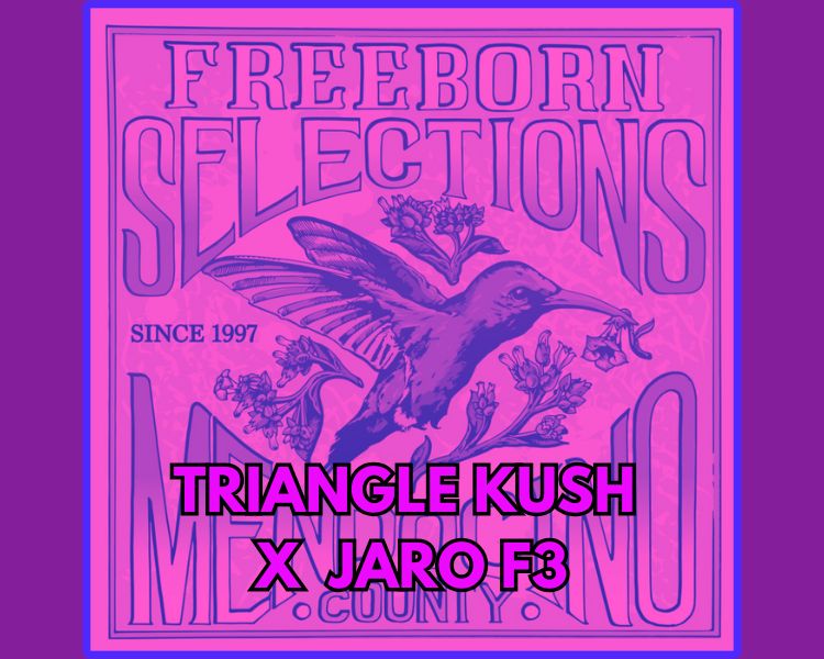 Triangle Kush x Jaro F3