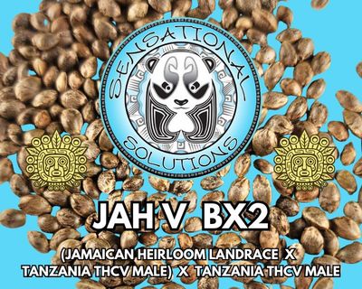 Jah V BX2 (Jamaican Heirloom Landrace x Tanzania THCV Male) x Tanzania THCV Male