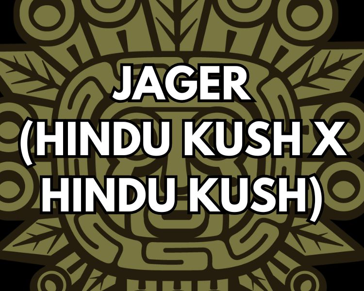 Jaeger Cut (Hindu Kush x Hindu Kush) Millerville Farms