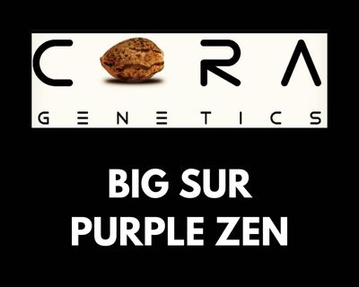 Big Sur Purple Zen