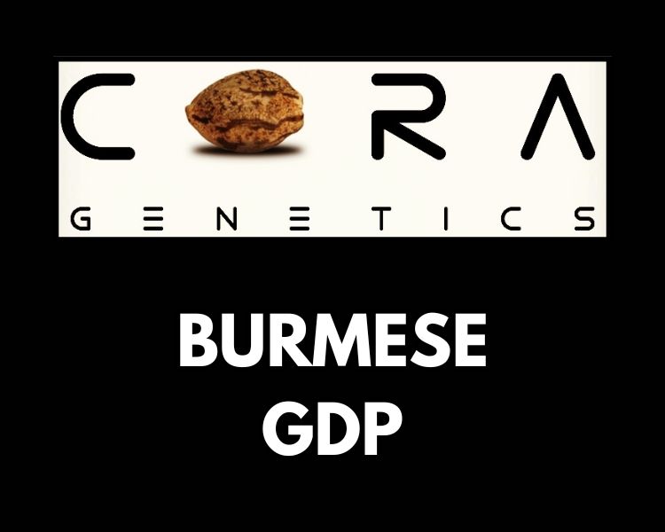 Burmese GDP (Black Burmese x Grand Daddy Purple)