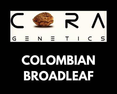 Colombian Broadleaf