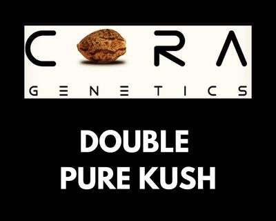 Double Pure Kush