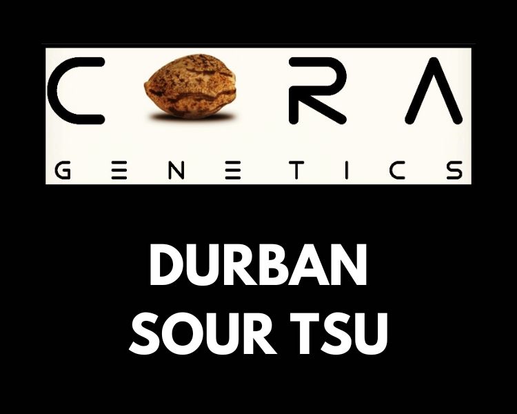 Durban Sour Tsu (Durban Poison x Sour Tsunami)