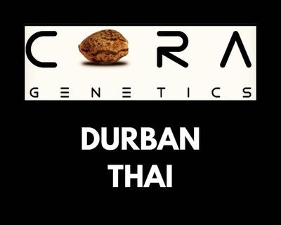 Durban Thai (Durban Poison x Thai Heirloom Sativa)
