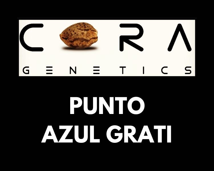 Punto Azul Grati (1970&#39;s Punto Rojo x Blue Dream)